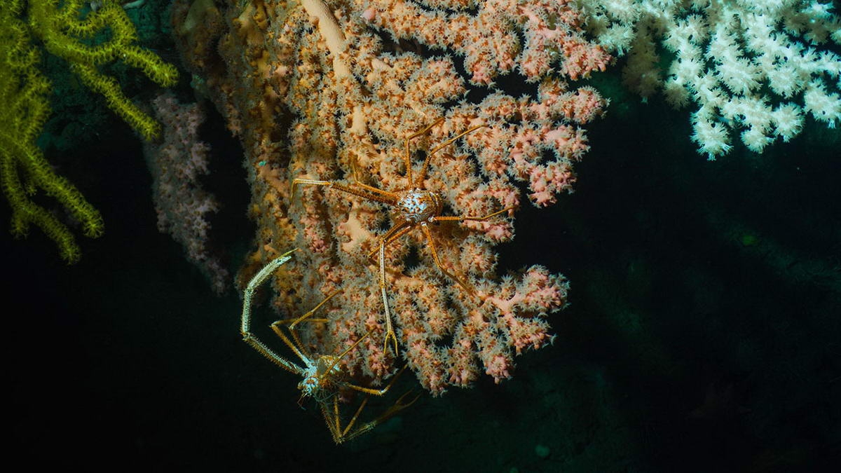 2_i8967_MYNGMEDIT_180916_00015_515117_klein (c) Deep-sea corals like these in Lydonia Canyon are the foundation for diverse ecosystems that thrive far beneath the ocean surface. (c) Luis Lamar, National Geographic
