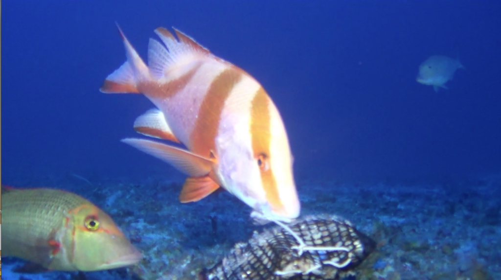 Bildschirmfoto 2019-03-02 um 09.45.50 (c) A snapper (Lutjanus sebae) at a bait box in the deeper Great Barrier Reef, (c) Tiffany Sih