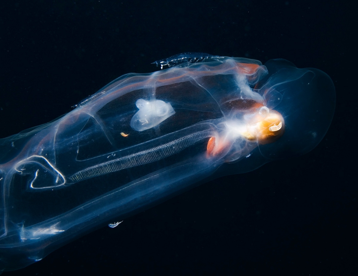 GP012L2_PressMedia_klein (c) Salps are found most commonly in warm or equatorial seas, where they float randomly, either alone or in long, stringy colonies. There are about 70 species of salps worldwide. (c) Greenpeace / Gavin Newman