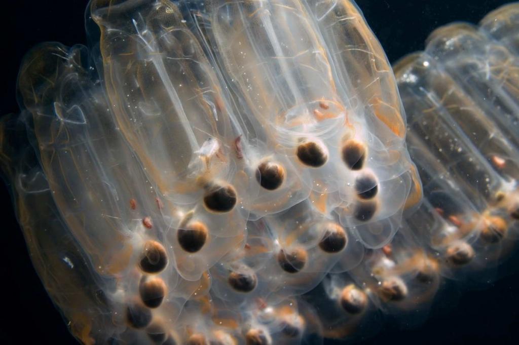 GP0CTJ_PressMedia_klein (c) Salps are found most commonly in warm or equatorial seas, where they float randomly, either alone or in long, stringy colonies. There are about 70 species of salps worldwide. (c) Greenpeace / Gavin Newman