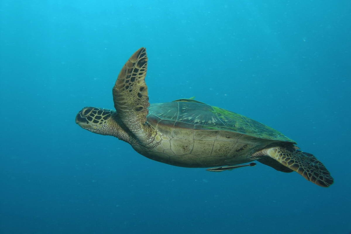 GP0CUK_PressMedia_klein (c) Sea turtles used to be a rare sight in the waters of Apo Island. Since it was declared a marine reserve, it is now common to see Hawksbill and Green Sea Turtles such as this one with remoras hitching a ride. (c) Greenpeace / Danny Ocampo