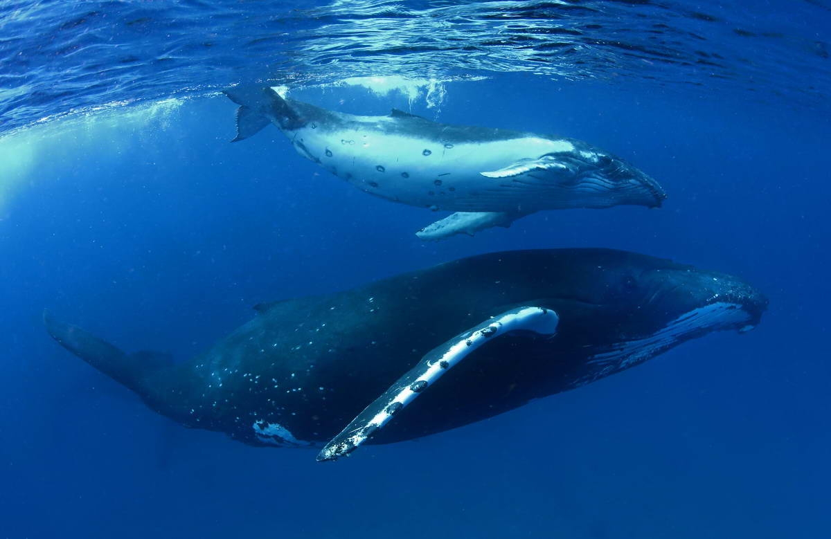 GP0STSJUV_PressMedia_klein (c) Buckelwale genießen Sie das warme Wasser des Südpazifischen Ozeans, Tonga. (c) Paul Hilton / Greenpeace