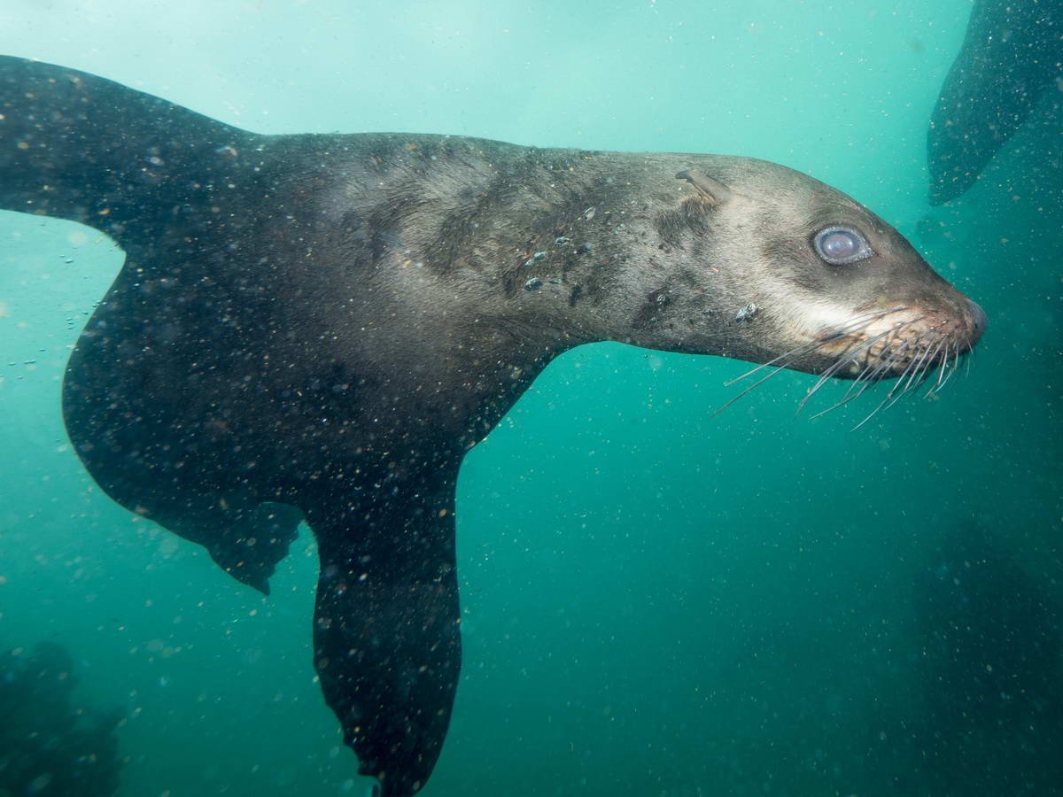 PB183983_klein (c) Researchers found plastics in dolphins, seals and whales (c) Jan Finsterbusch