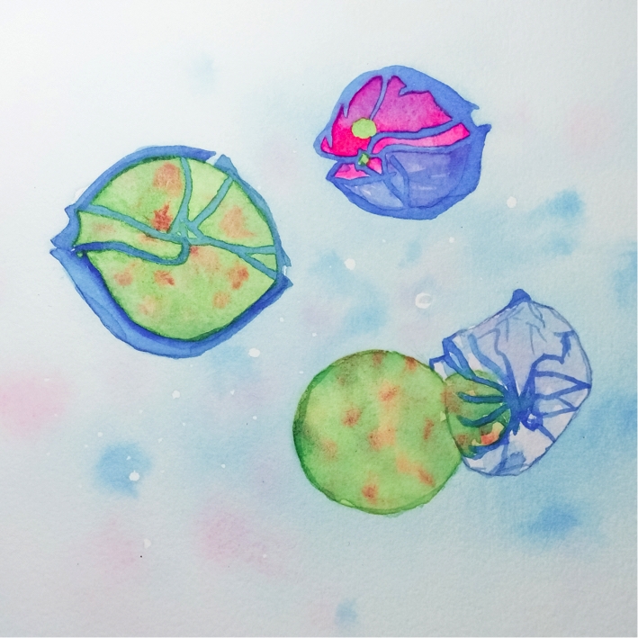 Alexandrium (c) Watercolor image of a healthy dinoflagellate Alexandrium (top right), one of Amoebophrya infested (left) and the worm-shaped parasite that breaks through the cell wall of the host (bottom right), (c) Yameng Lu