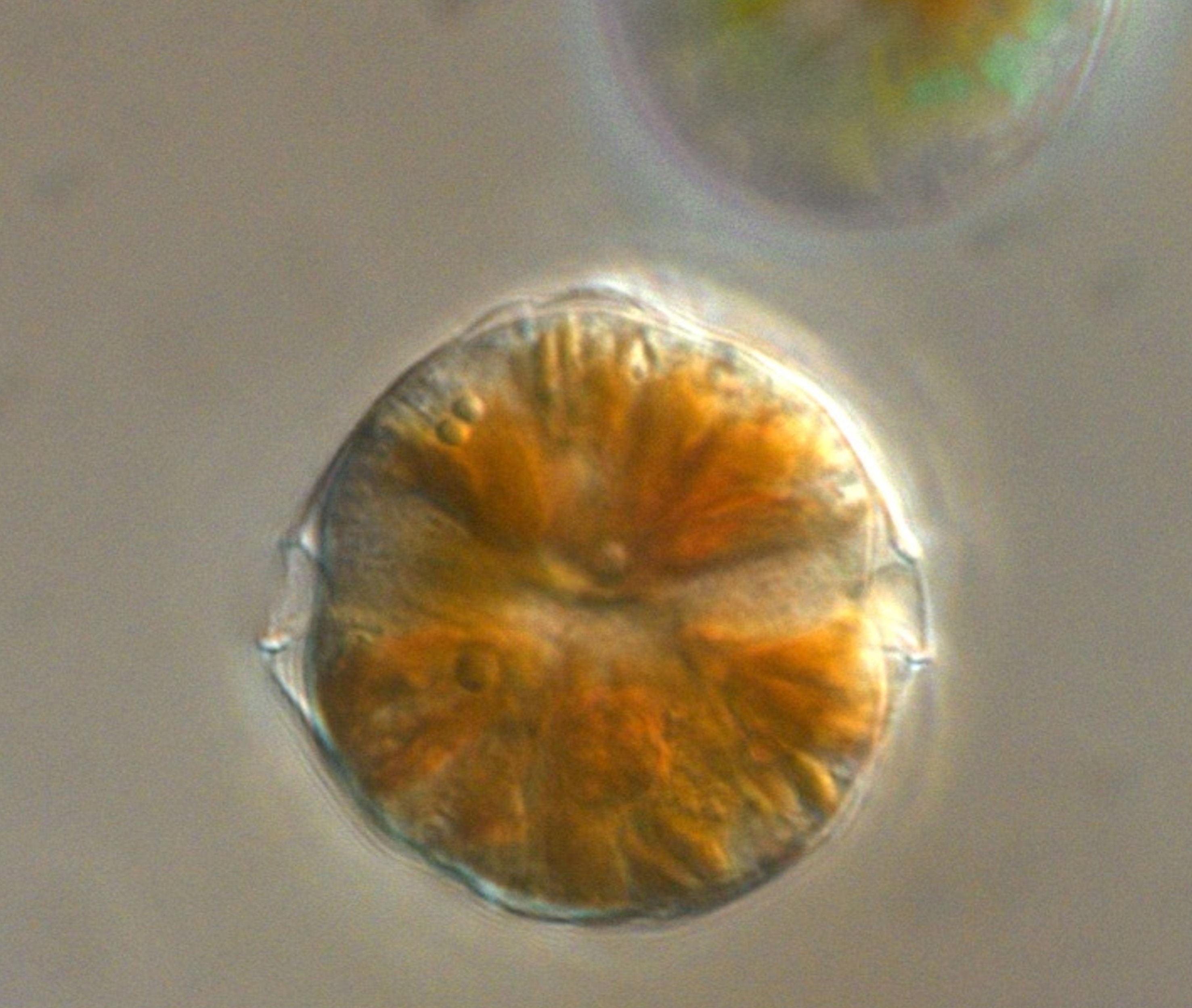 Dinoflagellate Alexandrium (c) A healthy dinoflagellate of the genus Alexandrium, (c) Yameng Lu