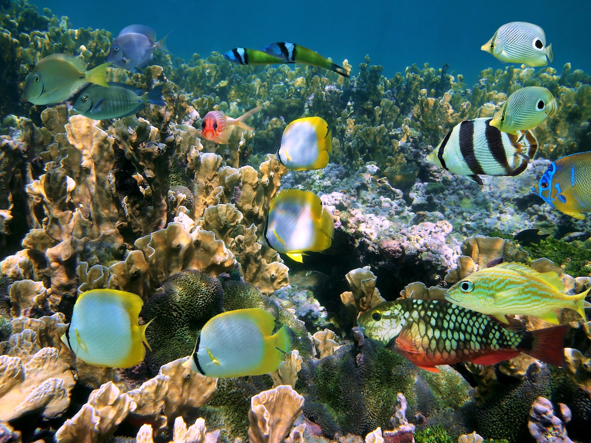 Shoal of colorful fish (c) Shoal of colorful tropical fish in a coral reef, Caribbean sea