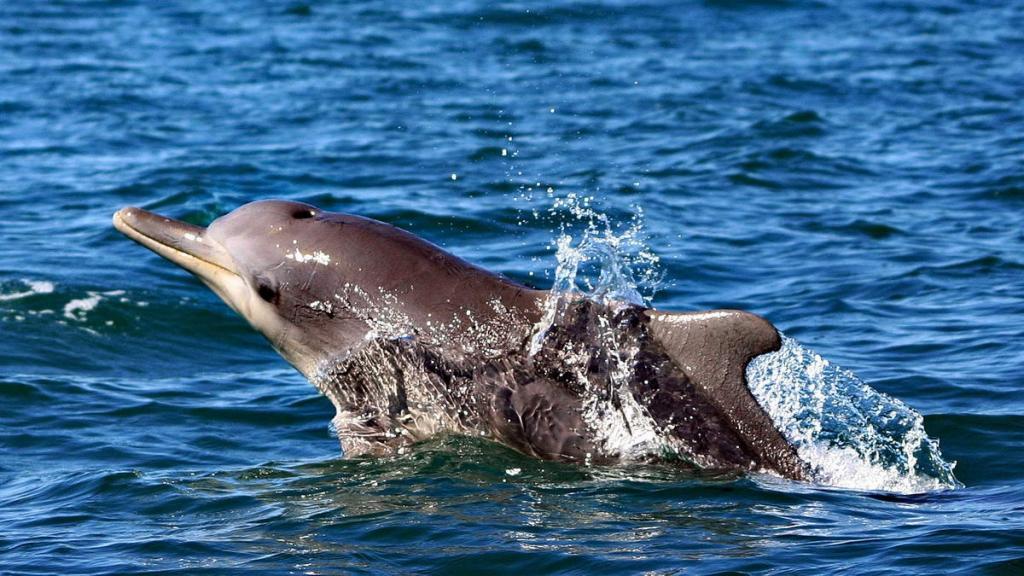 Junger_Bleifarbener_Delfin_springt_von_Brett_Atkins_klein (c) Bleifarbener Delphin an der Küste Südafrikas (c) Brett Atkins