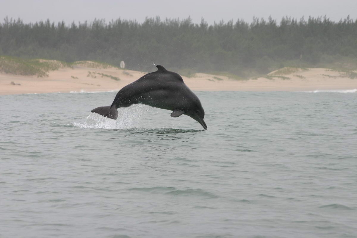 RB humpback_Brett Atkins original_klein (c) Bleifarbener Delphin an der Küste Südafrikas (c) Brett Atkins