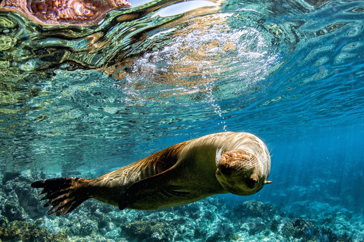 sea lion seal underwater while diving in cortez sea (c) Sea lion seal coming to you underwater in baja california