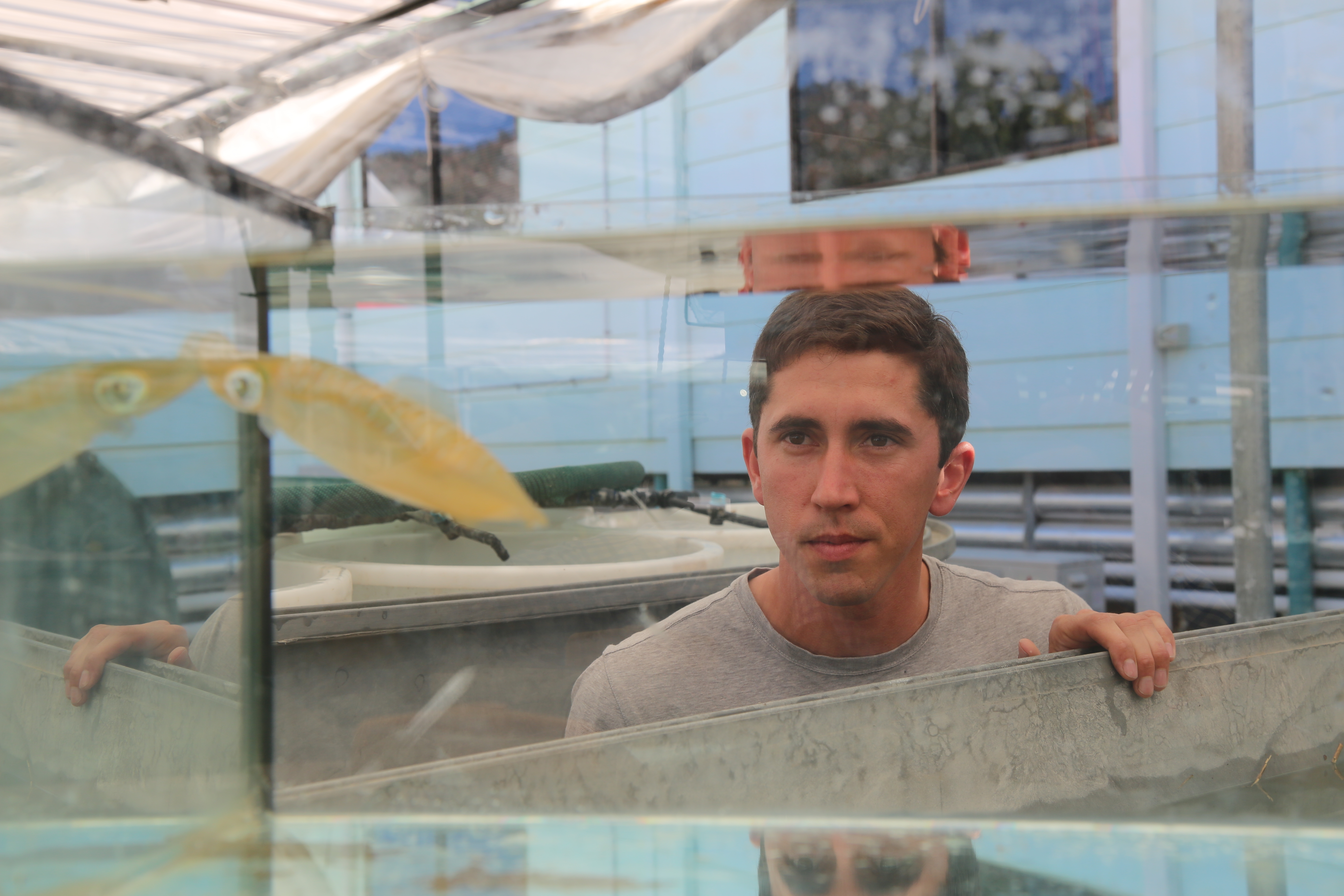 0R1A1511 (c) Cuttlefish show resistance to ocean acidification, (c) Blake Spady