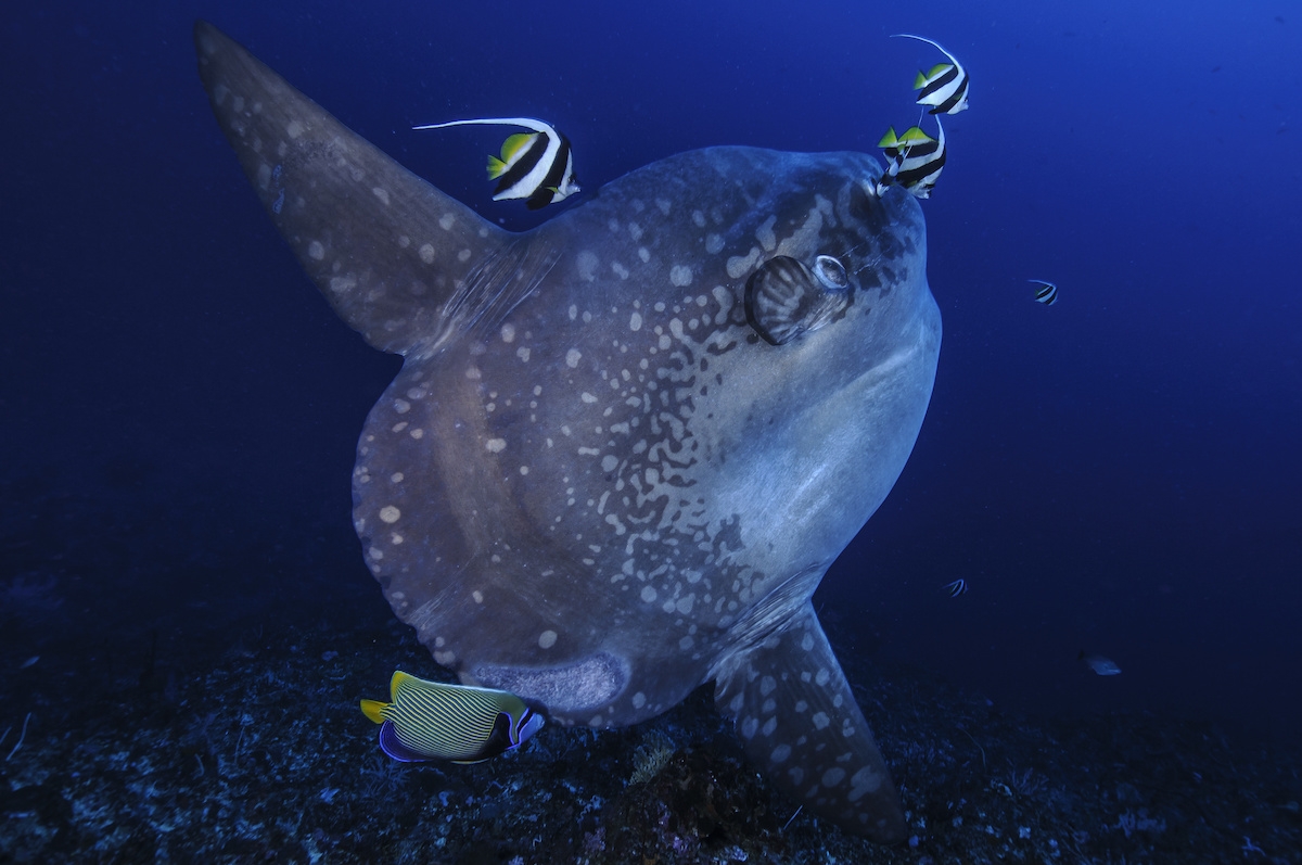 Everybody want to see such  a sunfish underwater.