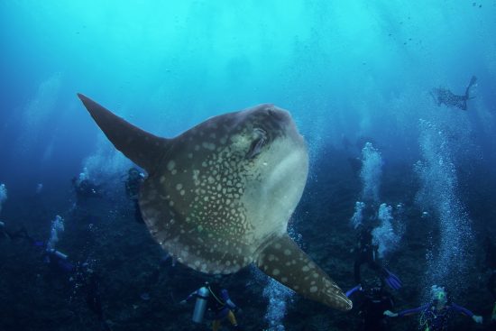An Ocean Sunfish (Mola Mola) amongst scuba divers