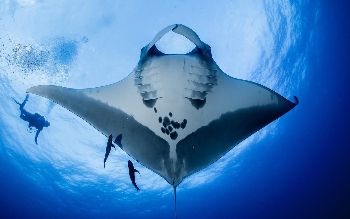 Manta Ray (c) Socorro offers world-renowned diving with ocean giants