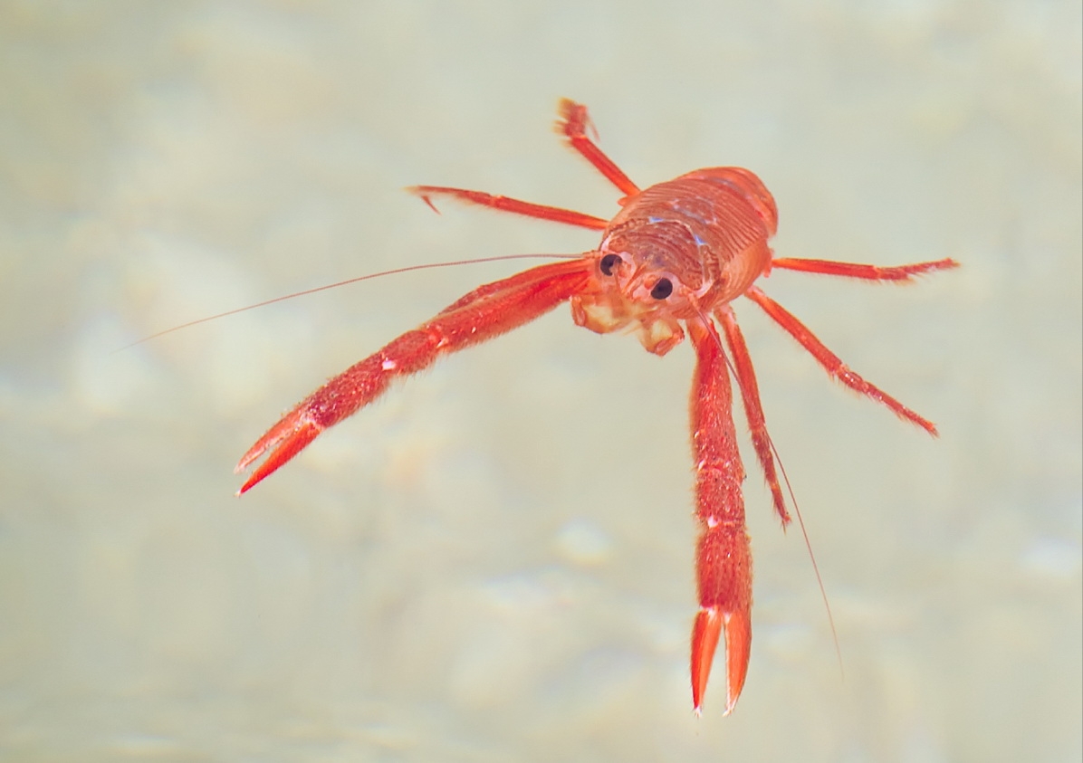 batho-redcrab2 (c) The researchers discovered microplastic particles inside the bodies of pelagic red crabs (c) Monterey Bay Aquarium