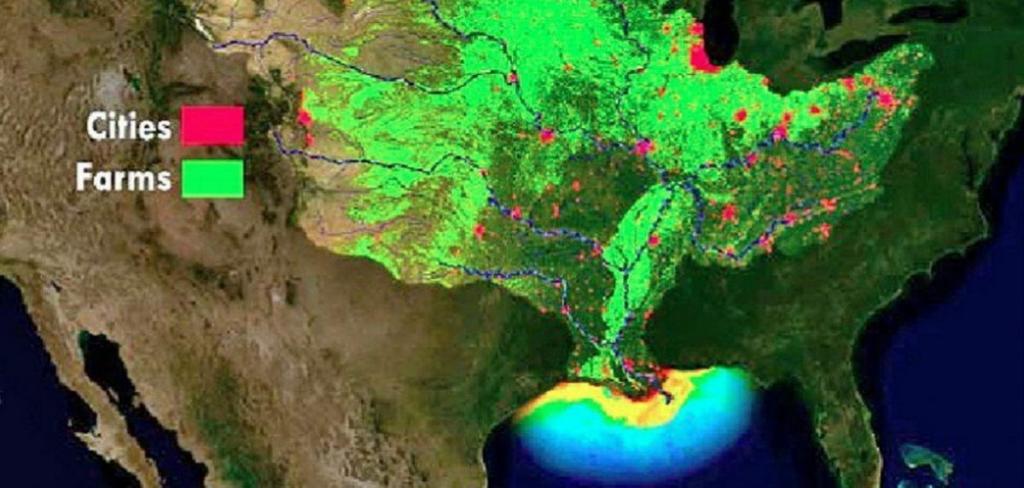 dead-zone-NOAA_1 (c) The Mississippi river system is used to introduce enormous amounts of nutrient into the Gulf of Mexico, where it causes algal blooms and, as a consequence, extensive dead zones. Graphics: (c) NOAA