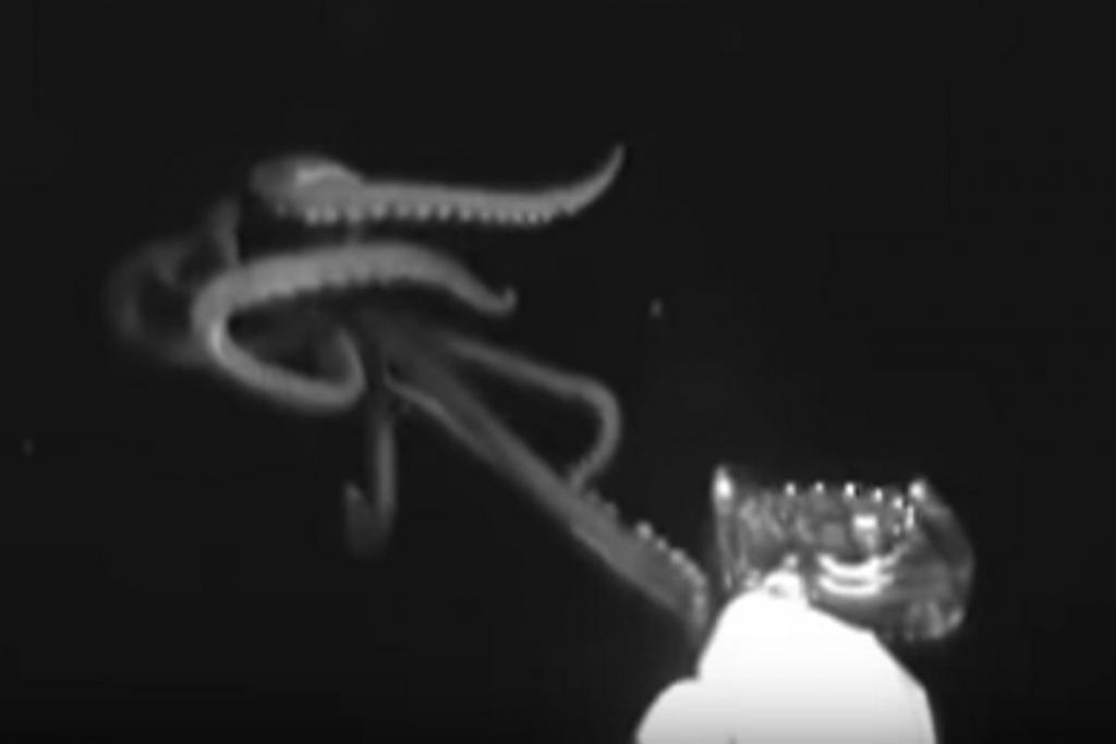 Bildschirmfoto 2019-06-30 um 12.05.40 (c) Screenshot Video: Giant squid in the Gulf of Mexico