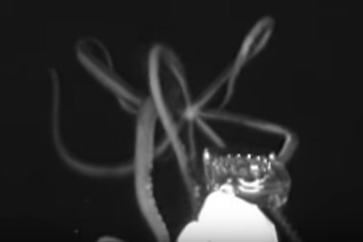 Bildschirmfoto 2019-06-30 um 12.06.06 (c) Screenshot Video: Giant squid in the Gulf of Mexico