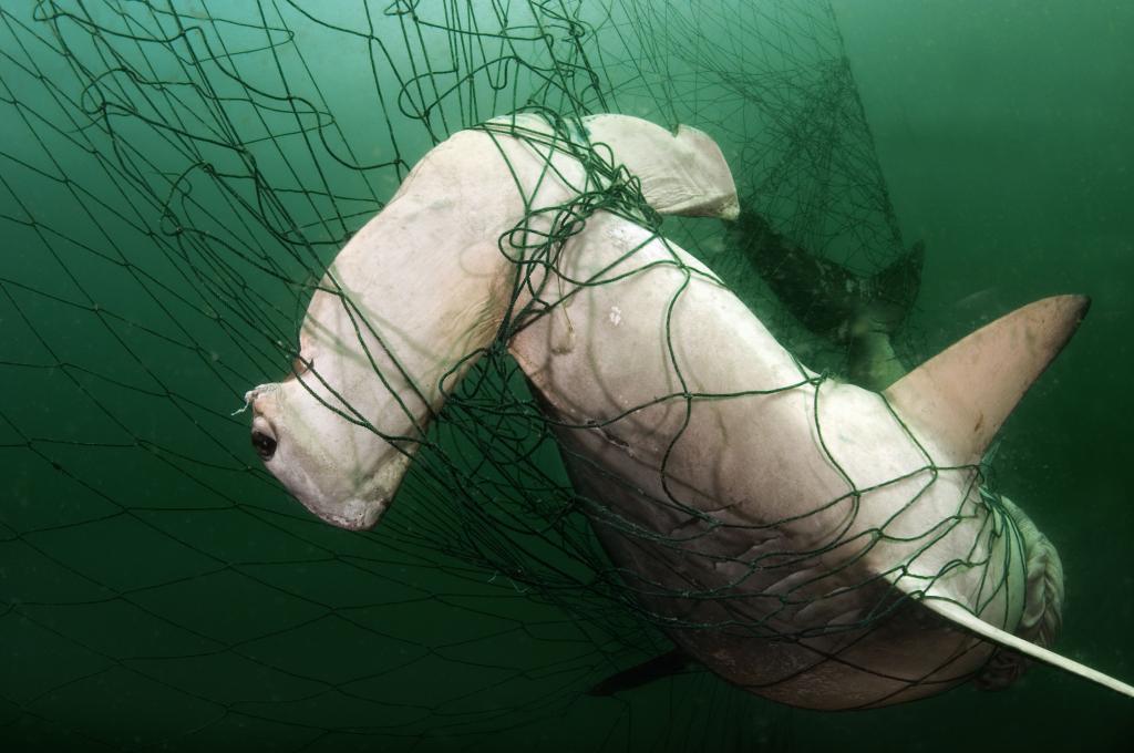 Hammerhead shark bycatch, Mexico (c) Sharks become entangled in floating plastic garbage or ghost nets and often end painfully or are killed as bycatch (c) Brian J. Skerry / National Geographic / WWF