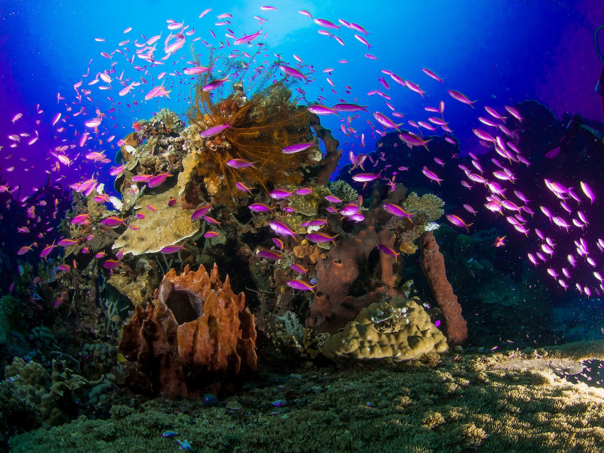 Zentral-Sulawesi underwater
