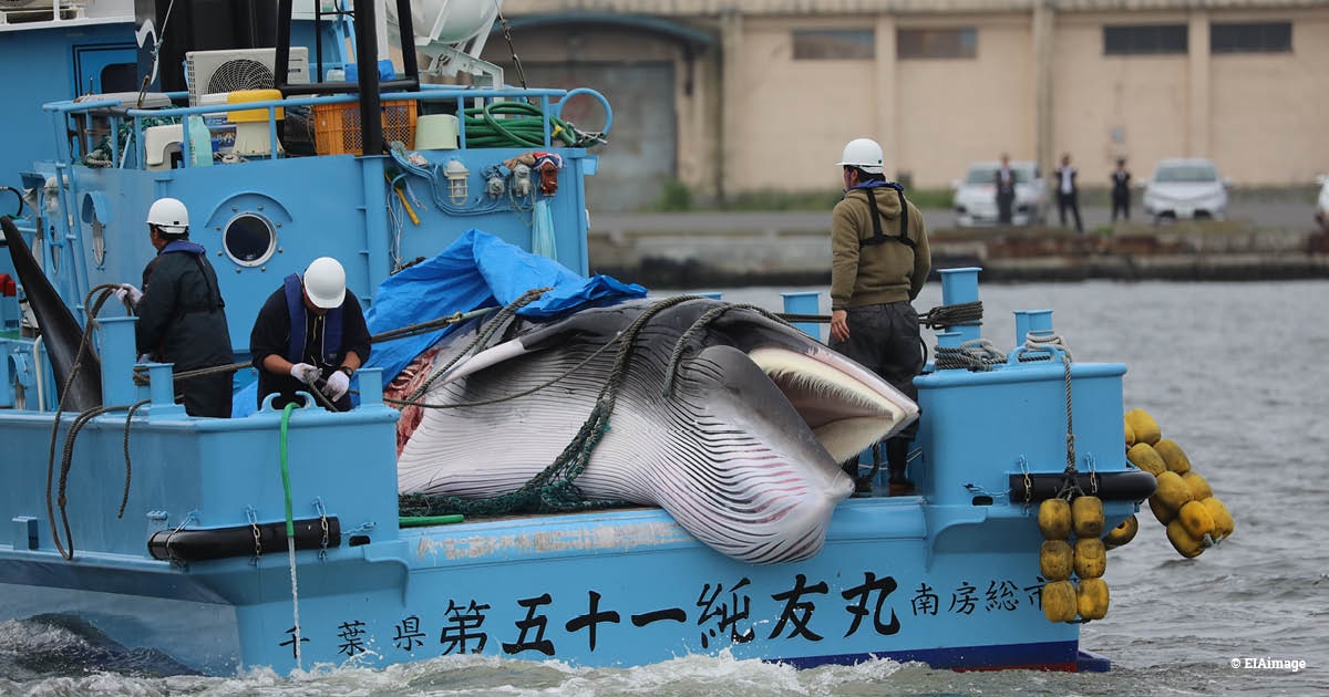Japan-whale-landing (c) Der am 1. Juli 2019 erlegte Zwergwal wird angelandet, (c) eia