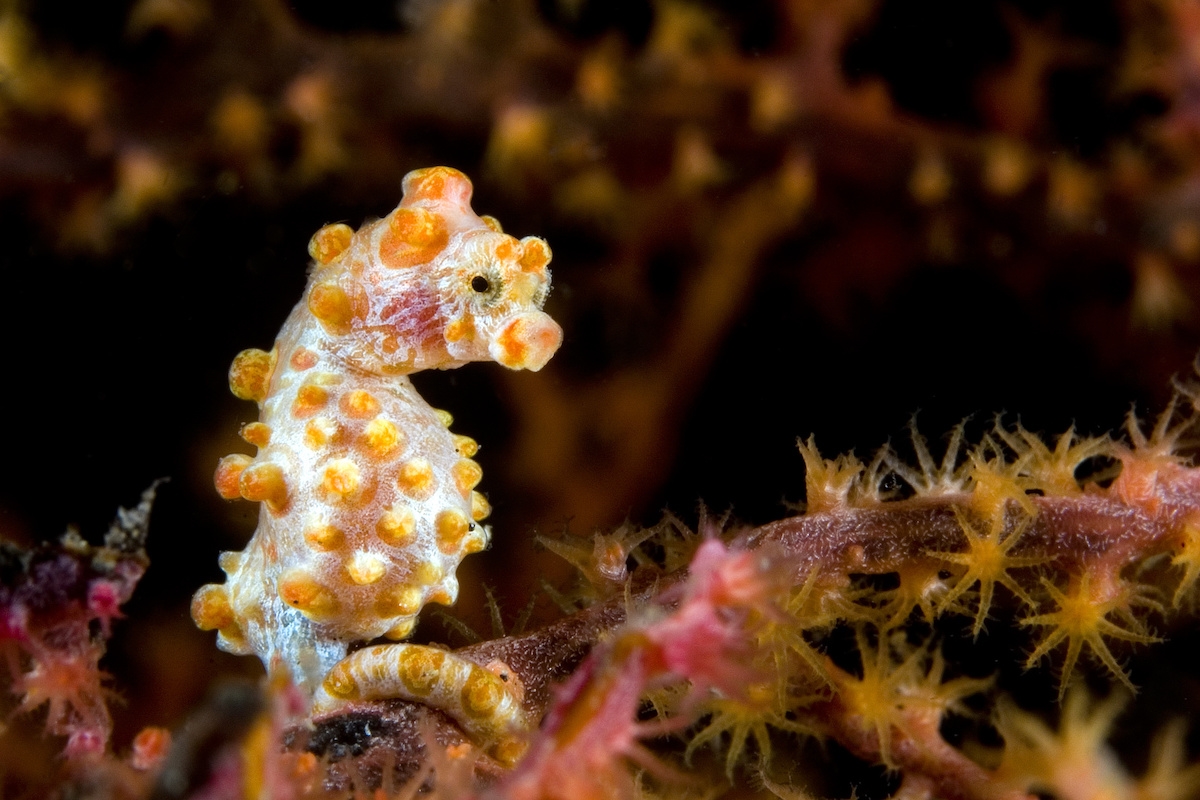 A yellow Pygmee seahorse which was seen at the Indonesian dive destination Sulawesi.