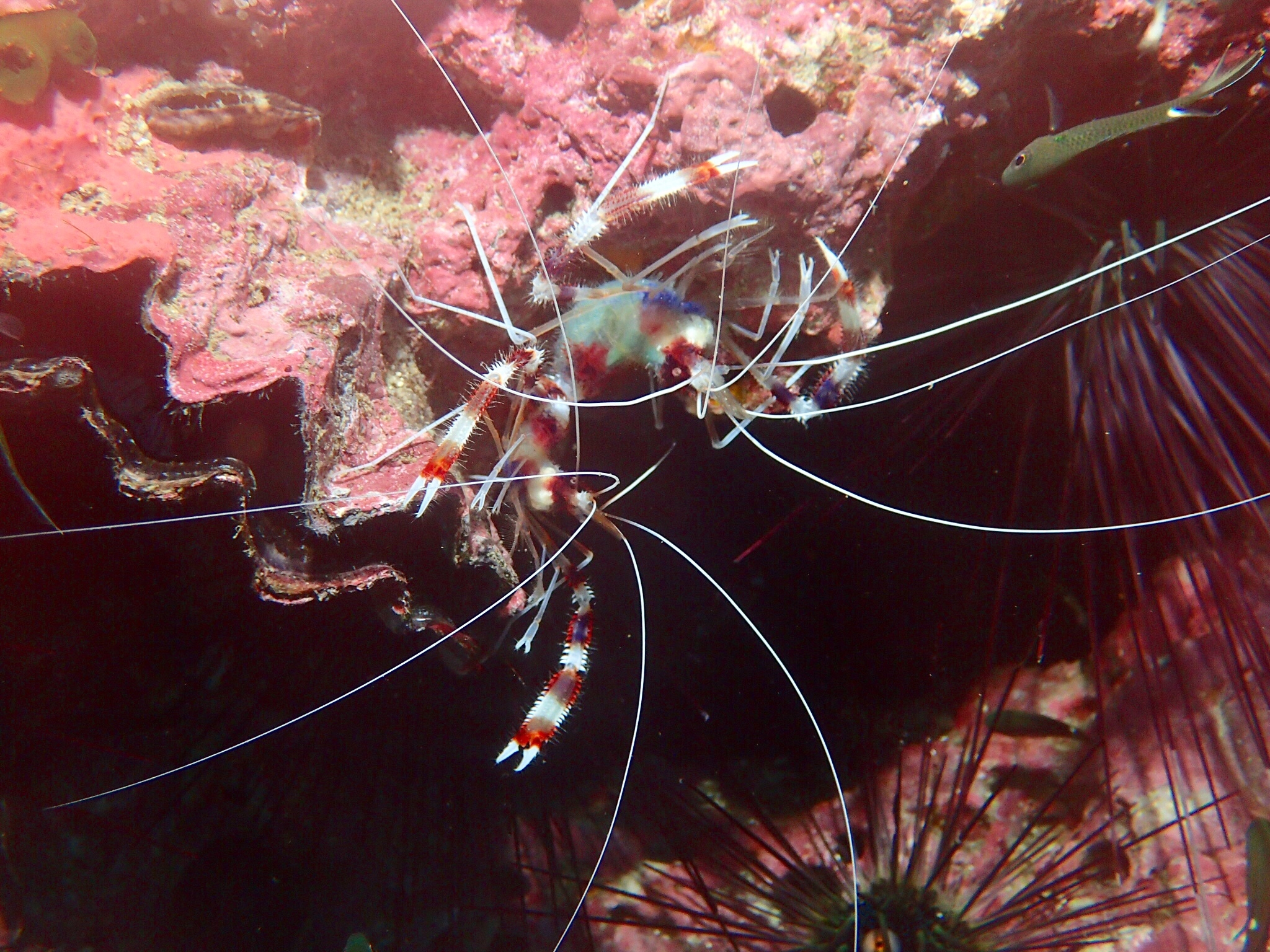 OLYMPUS DIGITAL CAMERA (c) Discover tiny underwater creatures