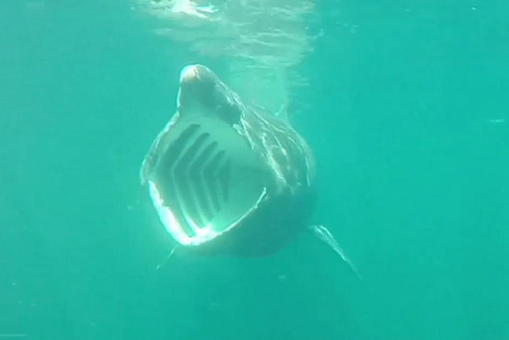 000_teaser (c) Giant Shark (Screenshot Video Amy Kukulya, @oceanrobotcam, Woods Hole Oceanographic Institution)