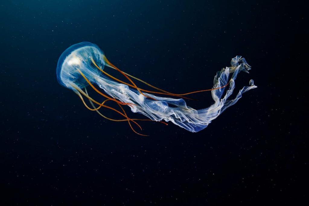 1 (c) Scyphozoan Jellyfish, a deep sea creature which can be found in the Arctic. (c) Alexander Semenov
