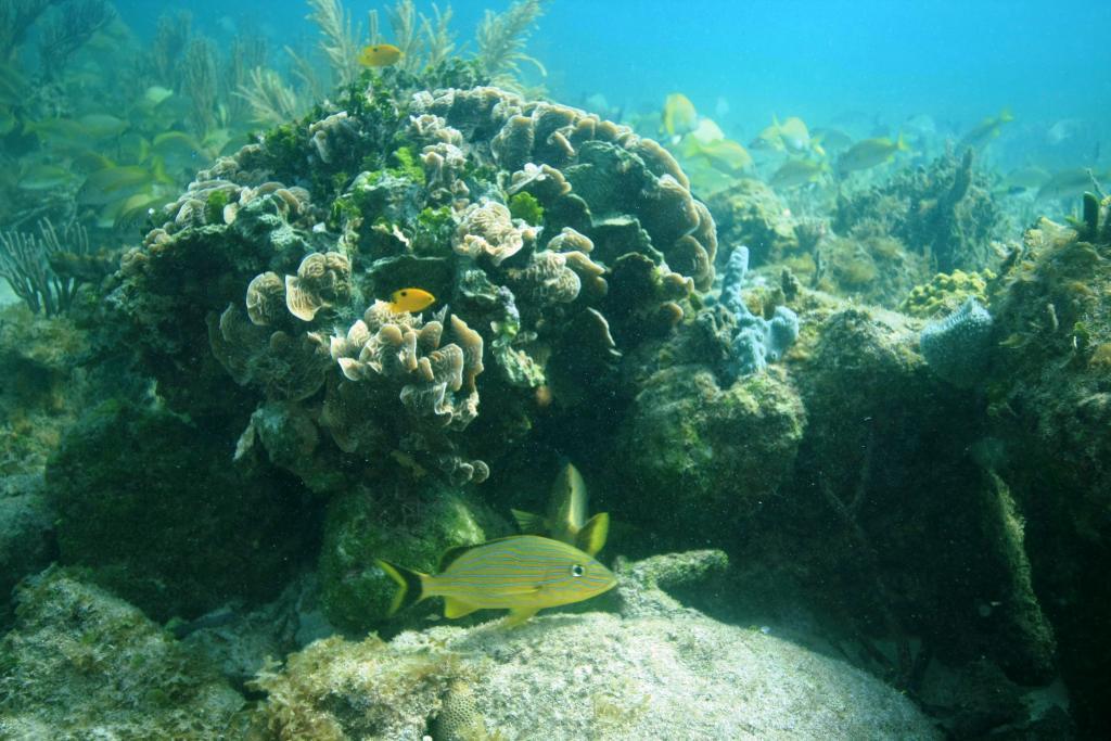 2009-06-20_Riffe_Ojos_Elizabeth_D._Crook (c) Coral reefs off the coast of Mexico's Yucatan Peninsula near groundwater sources (Ojos) (c) Elizabeth D. Crook