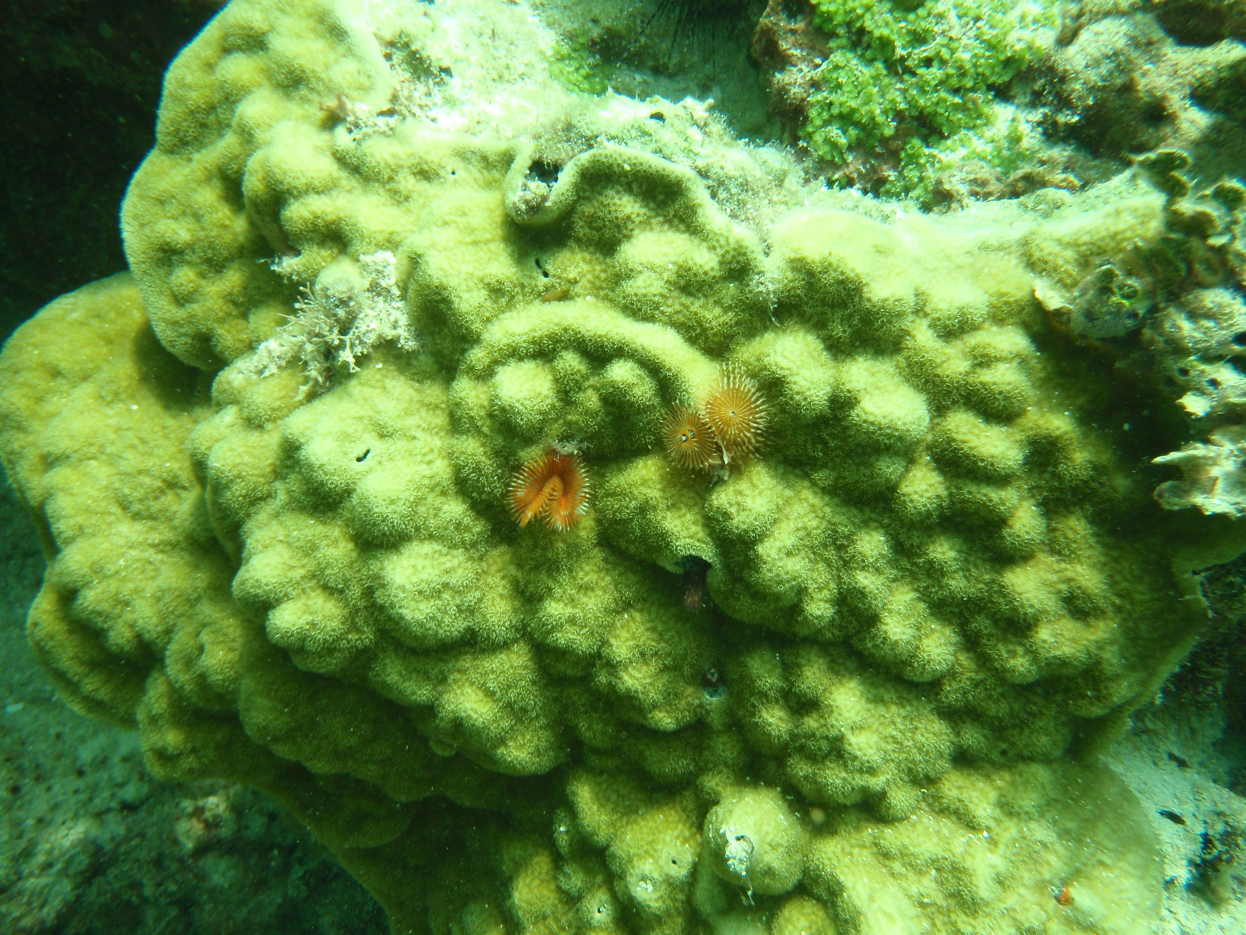 OLYMPUS DIGITAL CAMERA (c) Close-up of corals of the species Porites astreoides (c) Elizabeth D. Crook