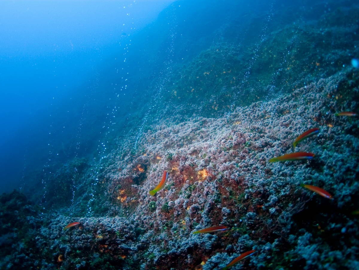 4 (c) Hydrothermale Spalte bei Dom João De Castro. Diese Plätze in der Tiefsee sind die Lebensbasis für eine einzigartige Gemeinschaft von Organismen, oft mit besonderen Eigenschaften, die sowohl Wissenschaftler als auch die Industrie interessieren. Das Gebiet wurde als Natura 2000-Gebiet ausgewiesen.
(c) Greenpeace / Gavin Newman