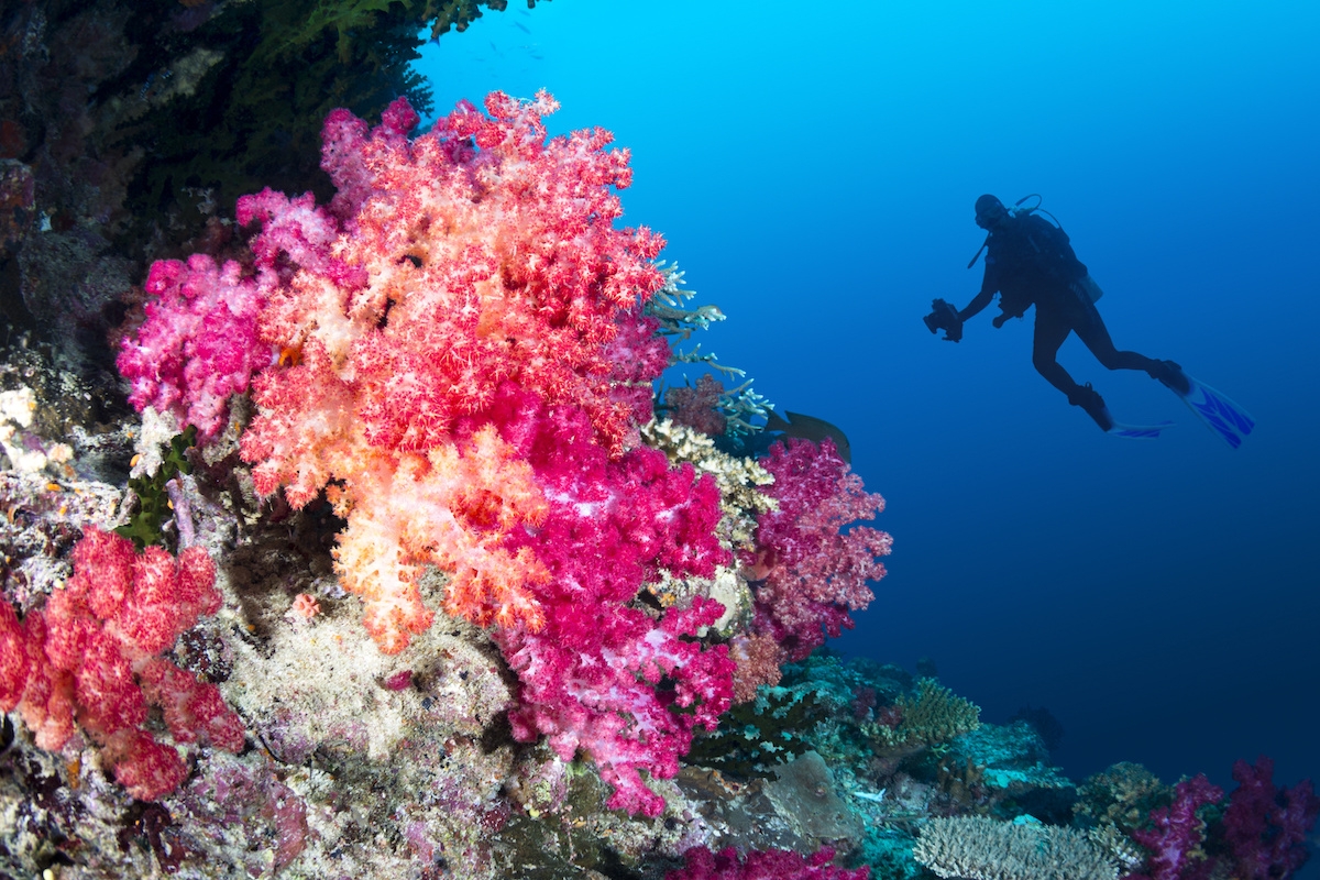 Coral reef and diver (c) 