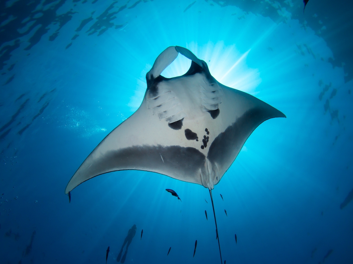 Giant Manta ray from underneath blocking out sun with a snorkeler on the surface. (c) 