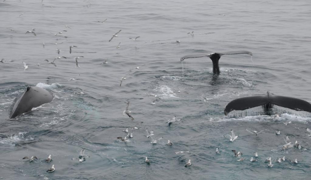Bartenwale_HI-040286 (c) Humpback whales hunt east of Jan Mayen, (c)  Leif Nøttestad / Havforskningsinstituttet