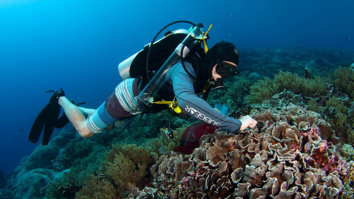 coral_02 (c) Michael Fox, WHOI postdoctoral fellow and lead author of the study, examines corals on Pulo Anna Island, Palau, (c) Brian Zgliczynski