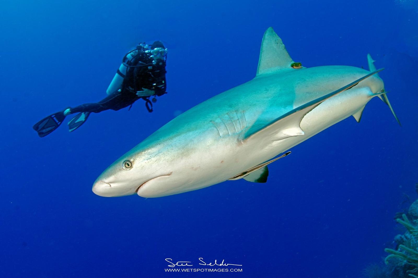 BlueHole_Stuart_Seldon_3 (c) Sharks in the Blue Hole (c) Stuart Seldon / Huracan Diving Lodge