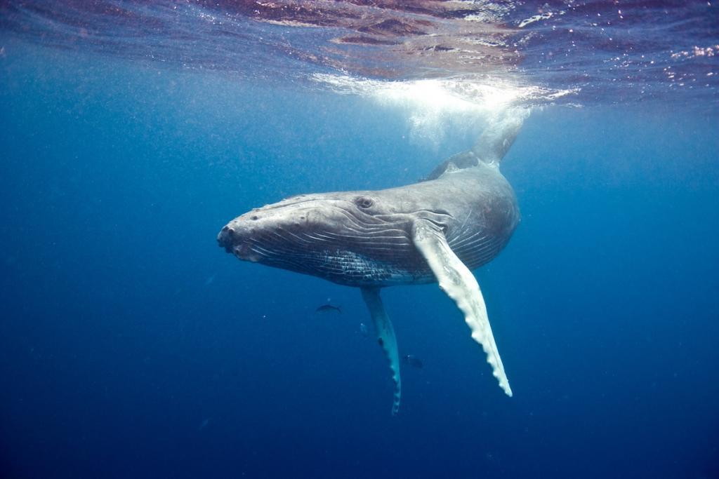 Humpback whale underwater in Caribbean (c) Humpback whale underwater in Caribbean