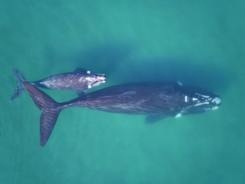 csm_Southern_right_whale_mother_claf_pair_in_clear_waters_Fredrik_Christiansen_c6dd927b9b (c) Southern Right Whale with calf in clear water, Photo: © Fredrik Christiansen, Aarhus Institute of Advanced Studies