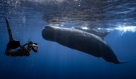 Encounter between a free diver and a sperm whale.