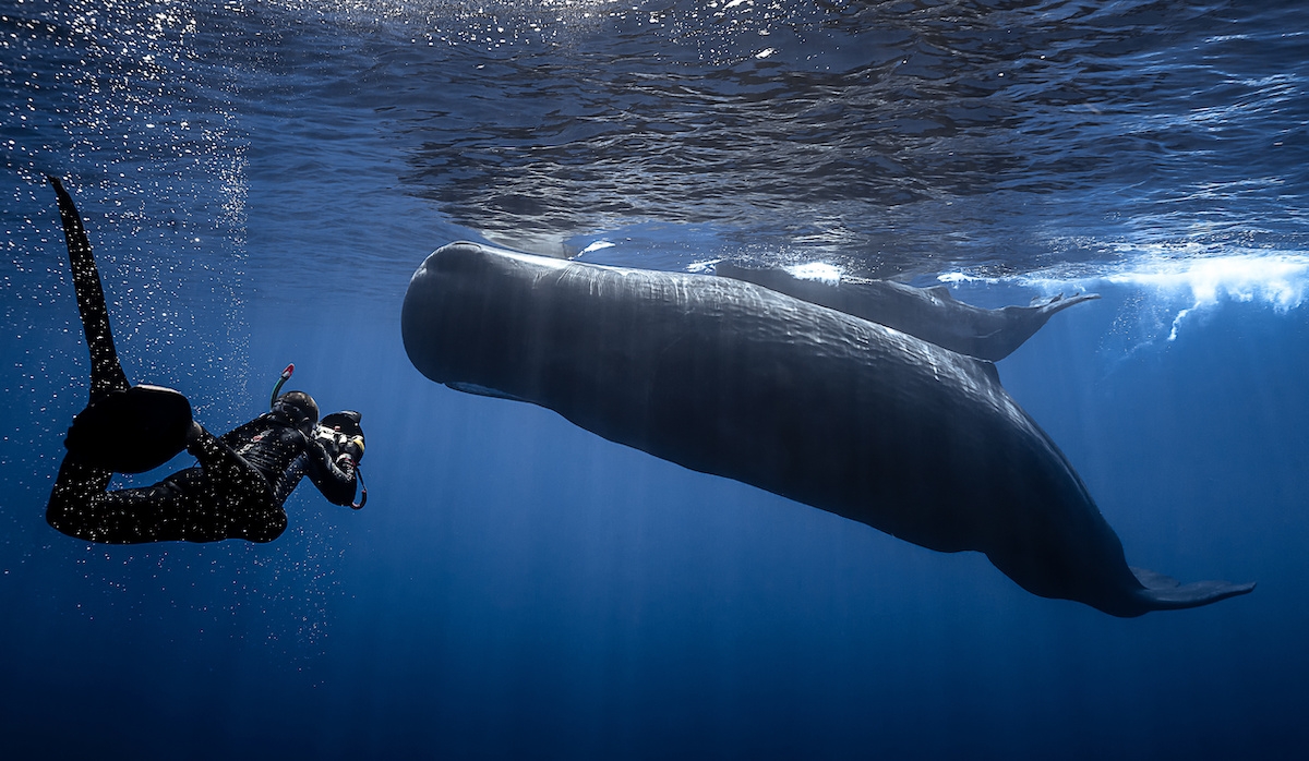 Encounter between a free diver and a sperm whale. (c) Encounter between a free diver and a sperm whale.