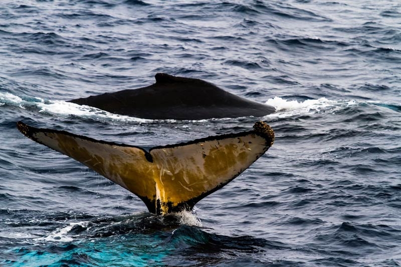 02_Mario Hoppmann_AWI (c) Whales in the Southern Ocean, (c) Alfred Wegener Institute / Mario Hoppmann