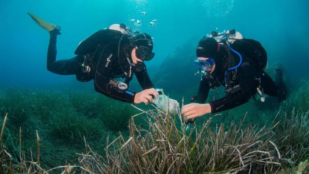 1_Seegrasproben_jogler_klein (c) Divers collecting leaves of Neptune grass (Posidonia oceanica) in the bay of Calvi in Corsica, (c) Christian Jogler
