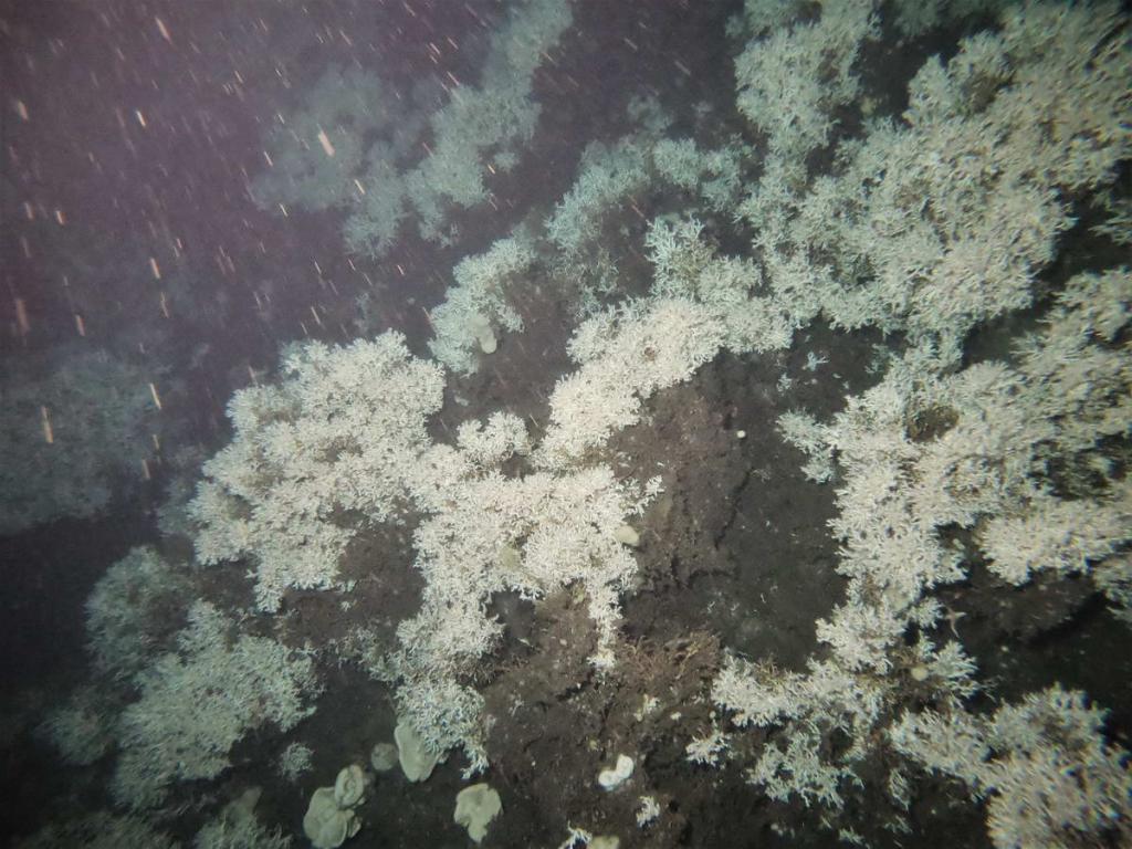 DCIM103GOPROG0038513.JPG (c) Deepwater Coral Reef Bukkarevet, Photo: © Tina Kutti / Institute of Marine Research