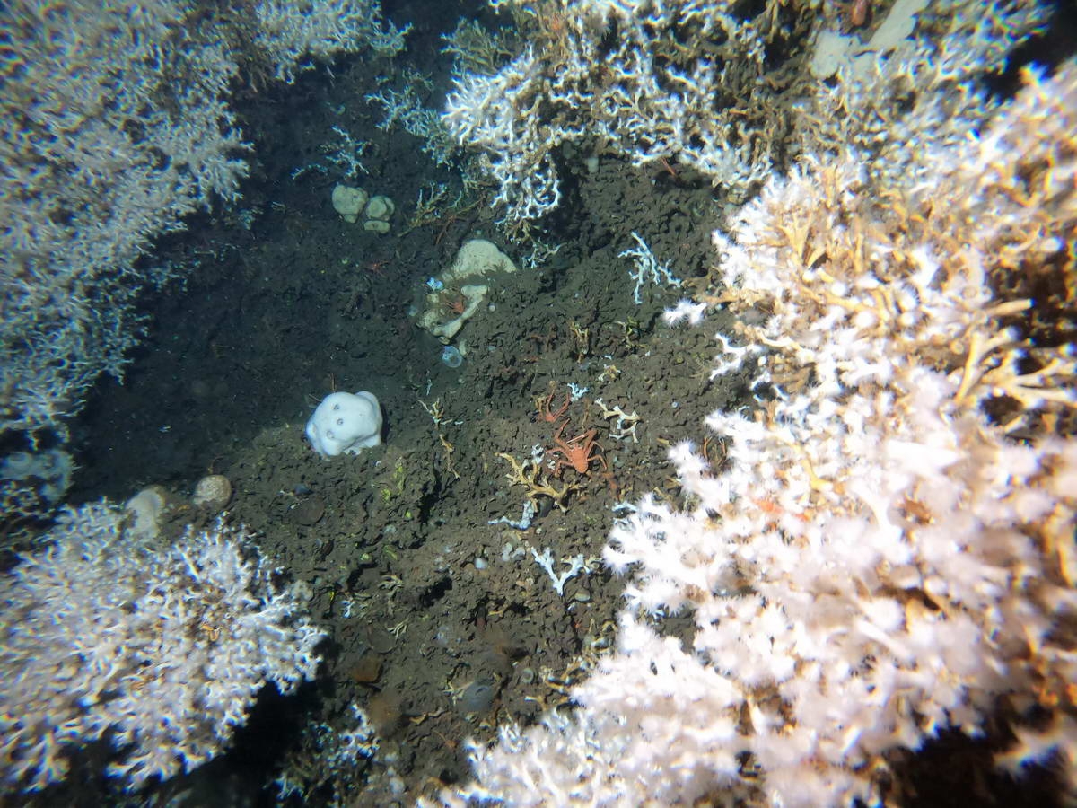 DCIM103GOPROG0038700.JPG (c) Deepwater Coral Reef Bukkarevet, Photo: © Tina Kutti / Institute of Marine Research