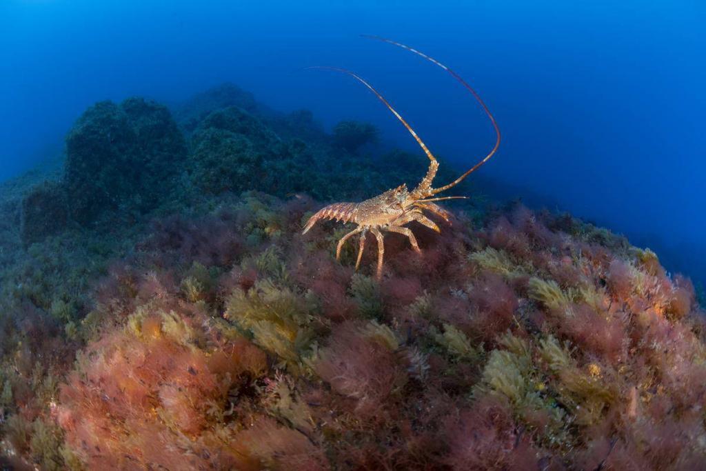 Tristan Rock Lobster on one of Mount Vema's summits