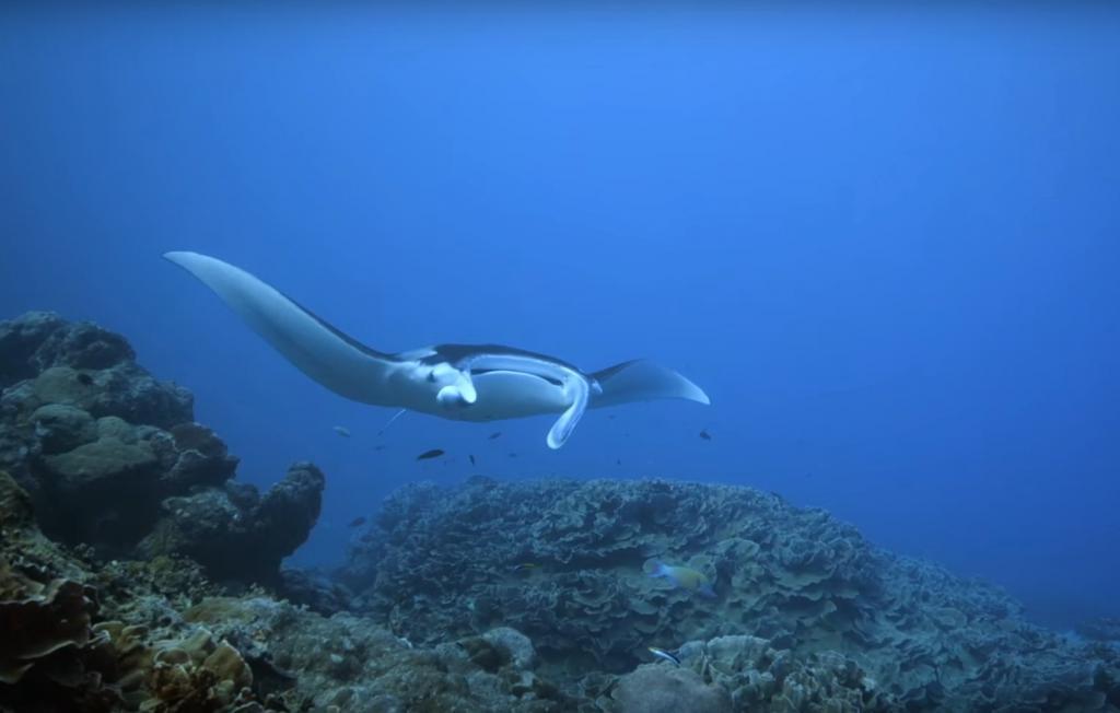 Goofnuw1 (c) Diving Yap at Goofnuw Channel - a famous Manta Ray Cleaning Station