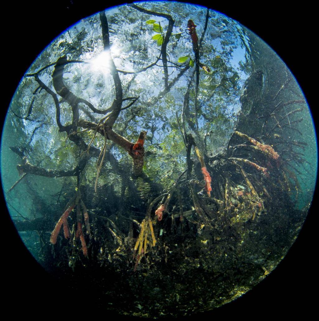 Mangroven_01 (c) Healthy mangrove forests help reef fish (c) Prof. Peter Mumby / ARC Center of Excellence