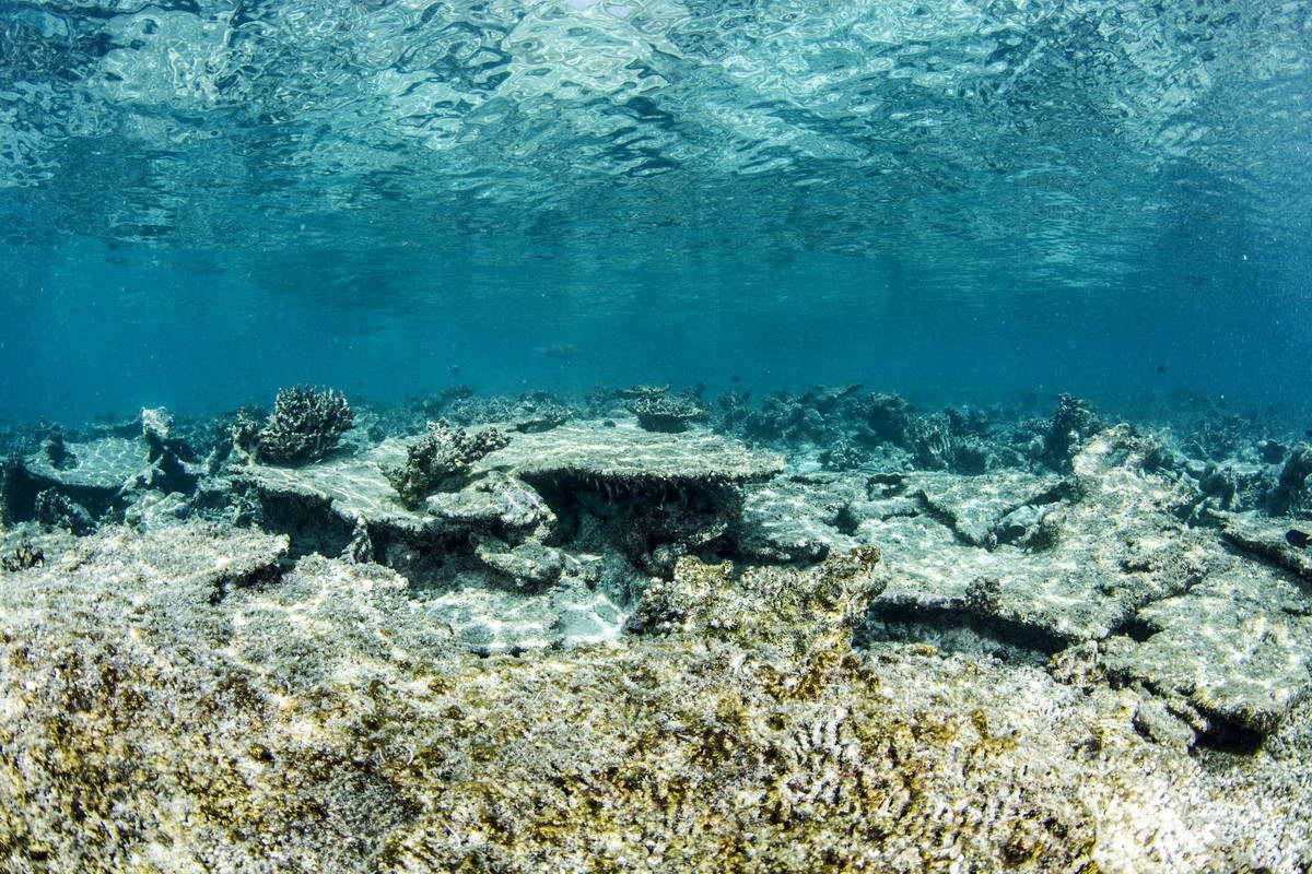 Schlecht_02 (c) A damaged reef (c) Prof. Peter Mumby / ARC Center of Excellence