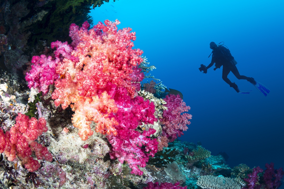 Coral reef and diver (c) Great dive destination - Scuba diver swims by a beautiful tropical reef full of vibrant purple and orange soft corals.