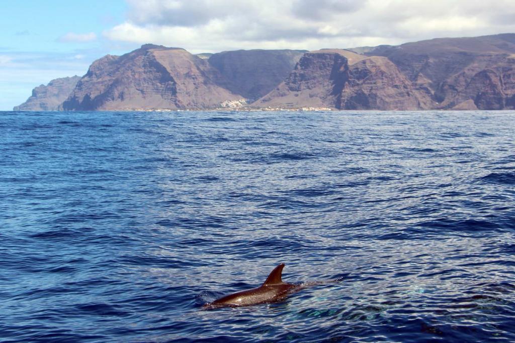 Fleckendelfin-La-Gomera_klein (c) Spotted dolphin at the coast of La Gomera, (c) WDC